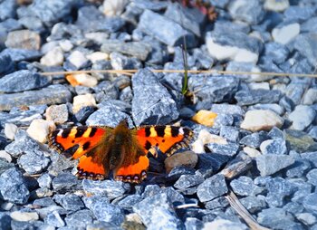 Schottergarten mit Schmetterling